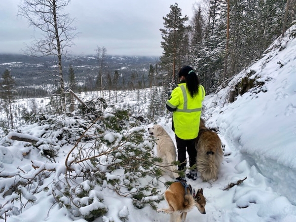 gulsvik hallingdal