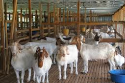 Tips Terbaik Budidaya Ternak Kambing