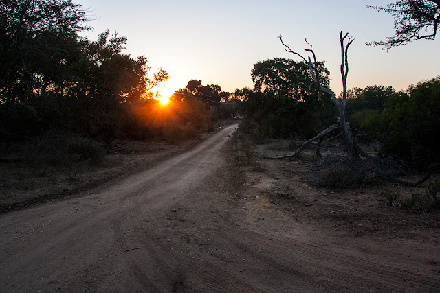 alba prima dei safari sud africa south africa