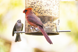 bird feeder station