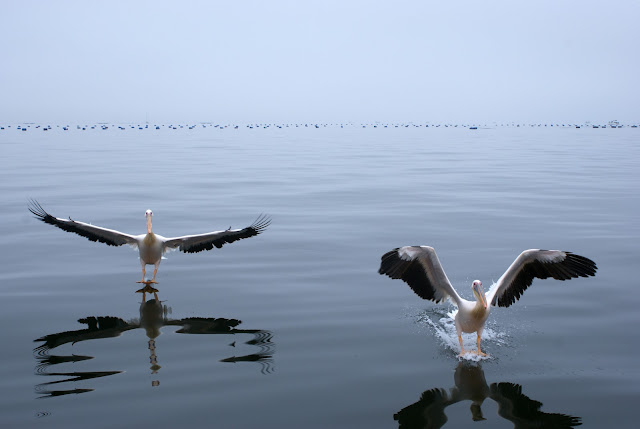 Namibia, Swakopmund, pelicans, cape seals