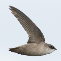  vaux's swift