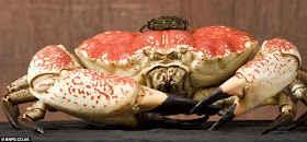 Claude is a 15-pound Tasmanian giant crab that was caught in Australia and now is in British aquarium., monster tasmanian king crab, tasmanian giant crab pictures