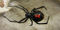   Ανησυχία επικρατεί στη δυτική Ελλάδα όπου καταγράφηκαν δυο περιστατικά με τσιμπήματα μαύρης αράχνης. Πρόκειται για ένα πολύ επικίνδυνο αρθ...