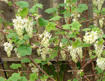 Currant Jelly Stool