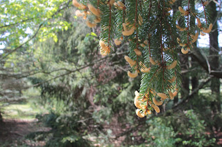 Pine tree catkins are the male pine cones that provide pine pollen with containing many health benefits.