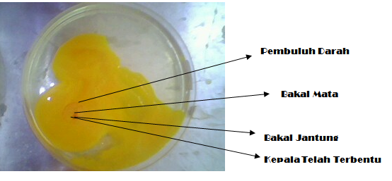 Laboratorium Embriologi Gel I Kel 5 LAPORAN PRAKTIKUM III 
