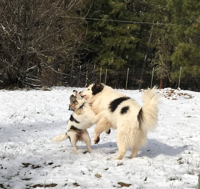 キャスとエリ雪の中