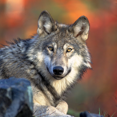 Gambar-Gambar Binatang Serigala