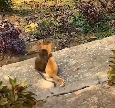 Just a monkey and a cat being best buds (video)