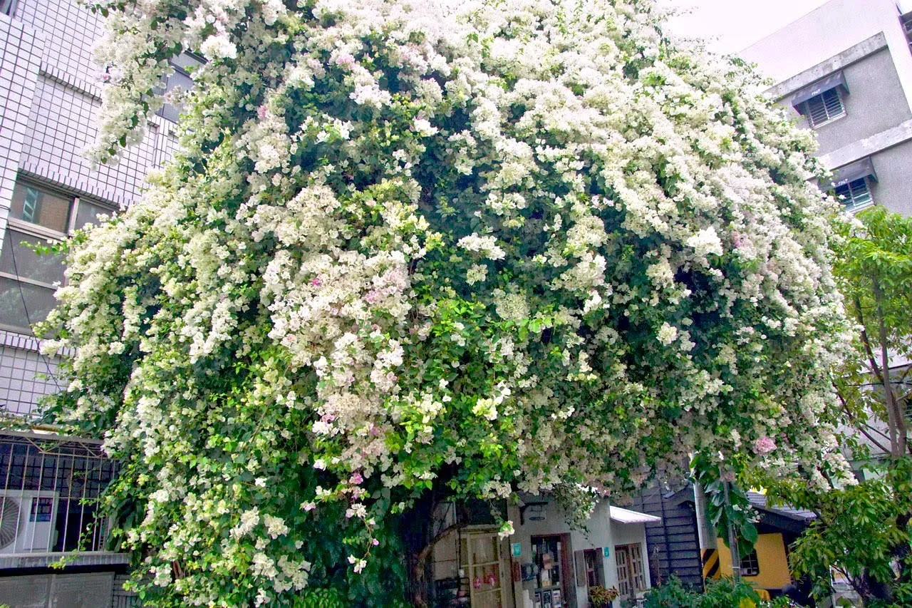 台南巷弄的白色瀑布：春日限定，四十年的九重葛花海，美得像一場夢！