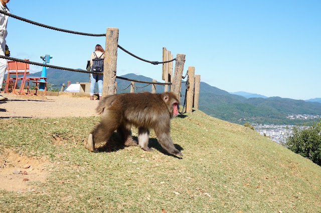 Monkey walking on all-fours just outside the rope gate at the Iwatayama Monkey Park in Arashiyama