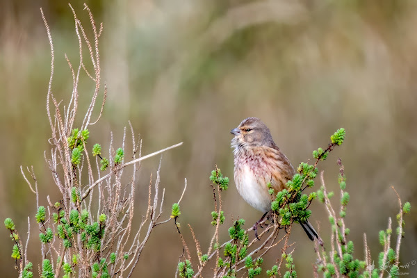 Linnet