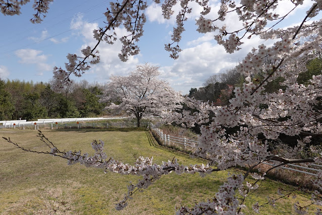 鳥取県西伯郡南部町鶴田　とっとり花回廊　外駐車場の桜