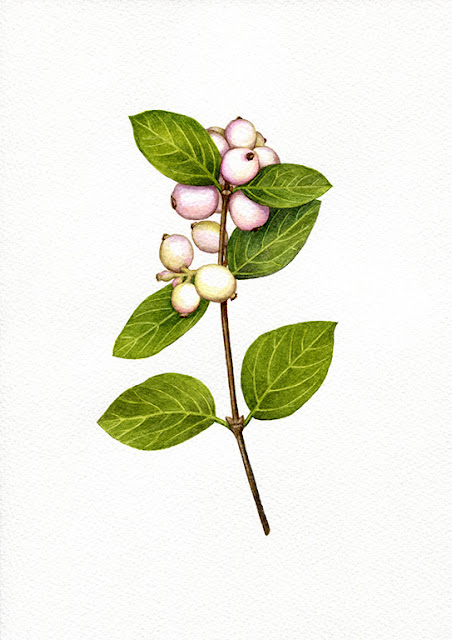 'Snowberry' 2020 by Oona Culley, botanical, painting