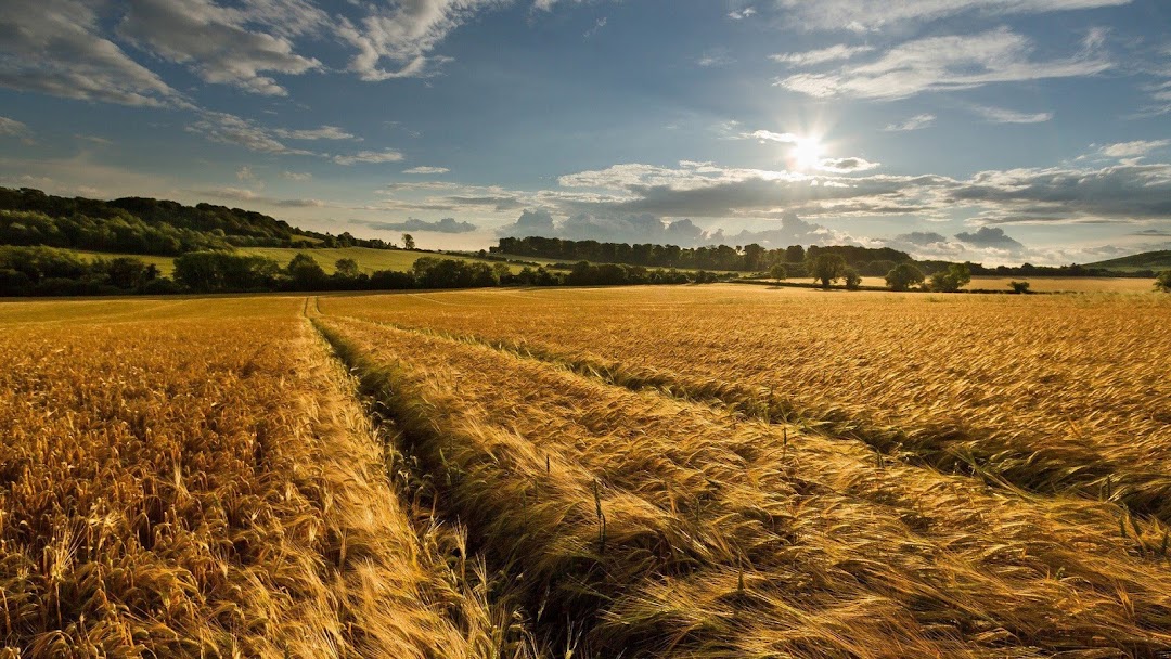 Amazing Corn Field HD Wallpaper