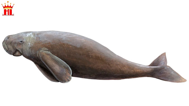 gambar dugong / duyung