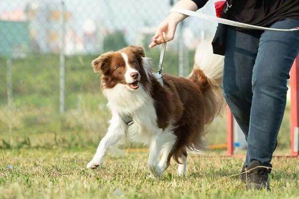 Le Berger Australien peut il être un bon chien de chasse?