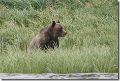 Grizzly Bear