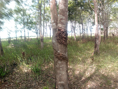 Resiko menanam pohon karet jika tidak di rawat