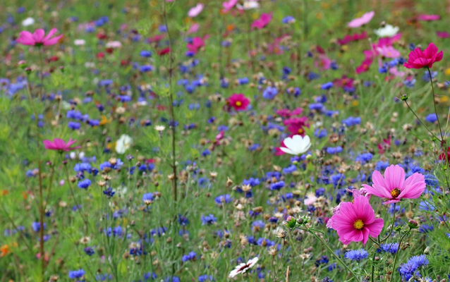 Spring flowers