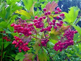 red berries