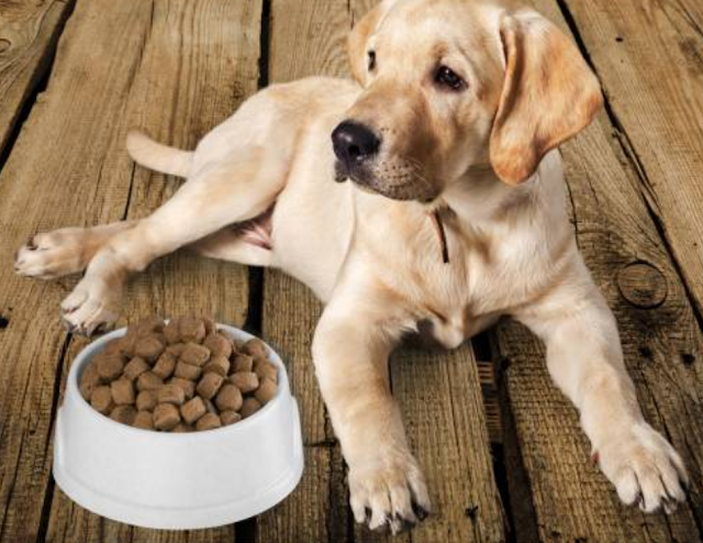 Top 10 Best Dog Food