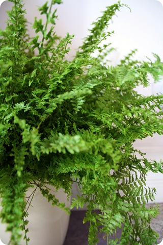 fern 
