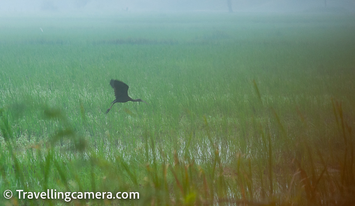 Glossy Ibis (Plegadis falcinellus) is another bird species that can be found in Pulicat Lake. The Glossy Ibis is a medium-sized wading bird that is easily recognizable by its iridescent greenish-black plumage and long, curved bill. It is a resident bird species in India and can be found in wetlands, such as Pulicat Lake, throughout the country.  The Glossy Ibis feeds on a variety of small aquatic creatures, including fish, frogs, and insects, and often forages in shallow water. The bird is known for its distinctive feeding behavior, which involves probing its bill into the mud or water to catch its prey.