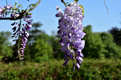 Wisteria sinensis grow and care