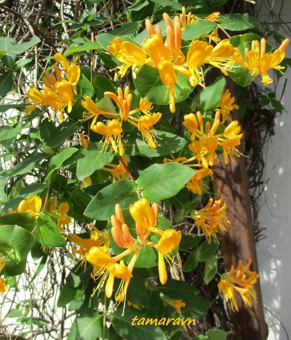 Жимолость Тельмана (Lonicera х tellmanniana)