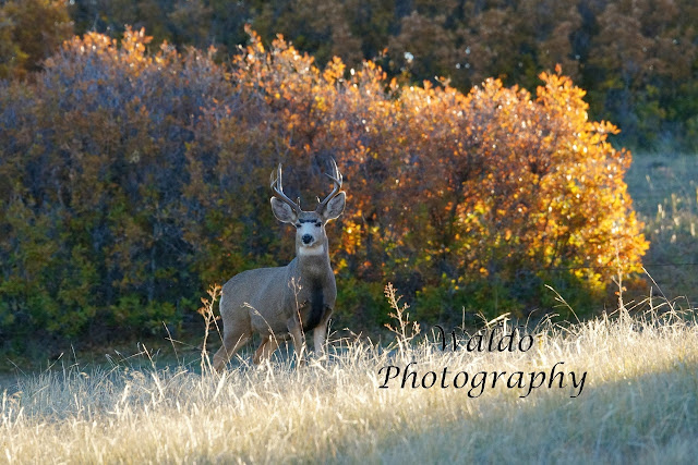 deer hunting, indiana, buck, doe, hunt, hunter