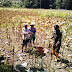 Bersama TNI,  Petani Kradenan Panen Jagung