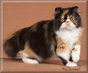 Jenis Kucing Persia.jpg