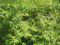 Bamboo Leaves