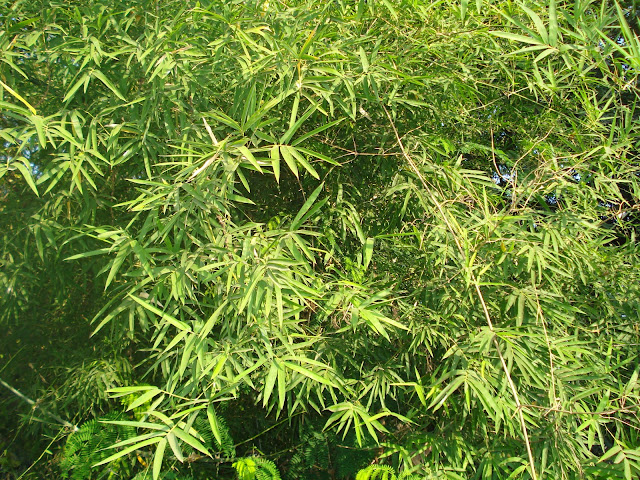 Bamboo Leaves