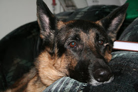 Cora, beloved German Shepard, part of the family forever :: All Pretty Things