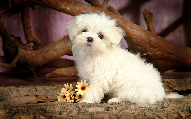 Cute Puppy HD Wallpaper Free