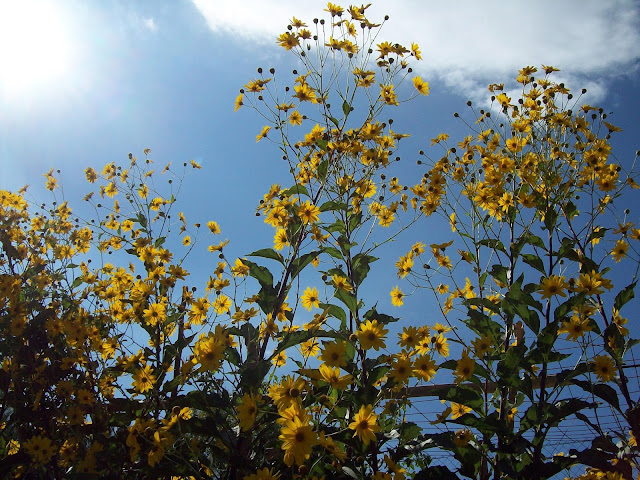 Flores de tupinambo