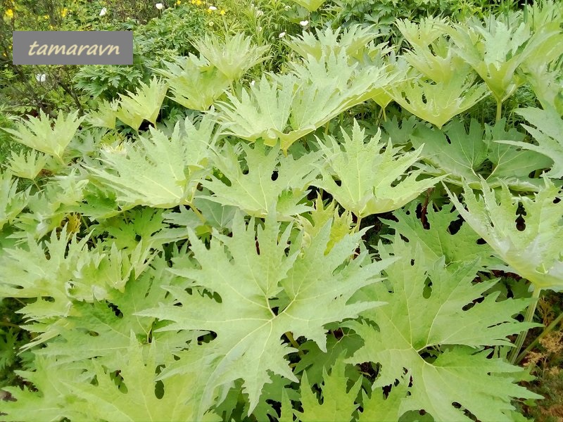 Белокопытник Татеваки (Petasites tatewakianus)