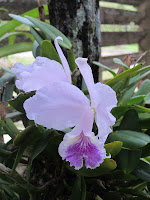 Orchids at Jardin Botanico Orquideario Soroa, Cuba