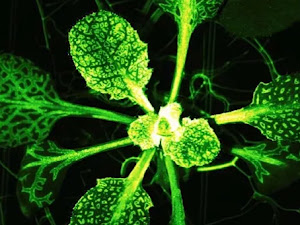 ¿Realmente las plantas pueden sentir dolor? Esto dice la ciencia