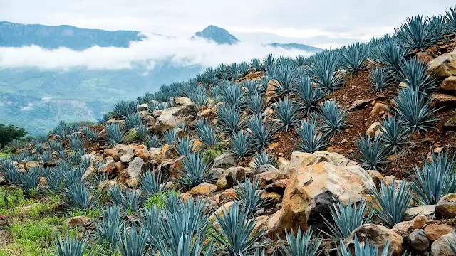 tipos de mezcal
