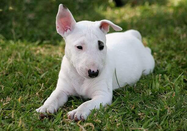 Bull Terrier croisé Berger Australien