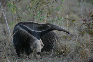 anteater