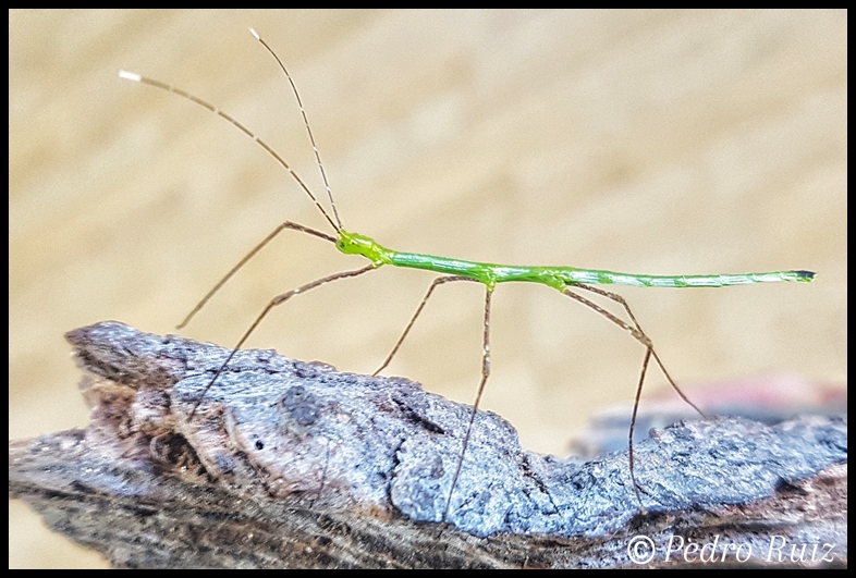 Ninfa hembra L3 de Myronides sp. "Peleng", 3,5 cm de longitud