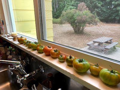 tomatoes ripening on the kitchen windowsill