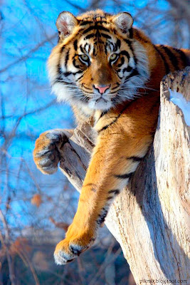 La mirada del tigre • Imágenes de animales