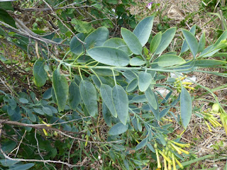 Tabac glauque - Tabac bleu - Tabac arborescent - Nicotiana glauca