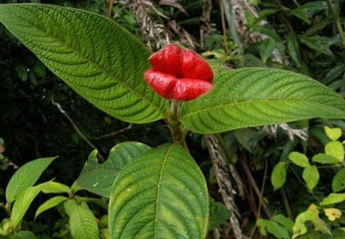 Labios de mujer: la flor que se parece a un beso